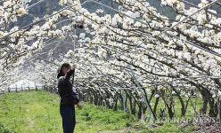 산청군 산청배 인공수분작업 한창