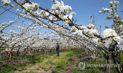 산청군 산청배 인공수분작업 한창
