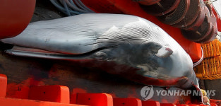 포항 앞바다서 밍크고래 1마리 혼획
