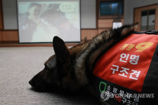 인명구조견 백두 은퇴식