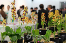 제주서 대한민국 새우란대전 20일 개막