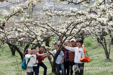 <카메라뉴스> 평택 흰색 배꽃 활짝
