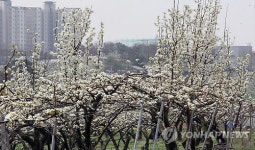 <카메라뉴스> 평택 흰색 배꽃 활짝