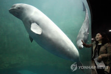 흰고래 벨루가 여수엑스포 아쿠아리움 입주