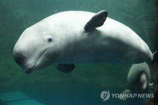 흰고래 벨루가 여수엑스포 아쿠아리움 입주