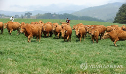 대관령 초지 누비는 한우들