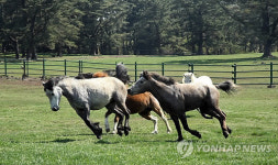 제주한라대 말산업학부 신설..제주대엔 박사과정