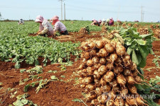 태안 총각무로 총각김치 담가 드세요