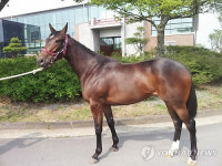 최고가 암말 탄생…1억4천700만원