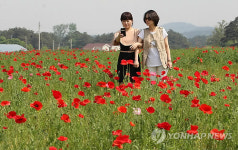 양귀비꽃 활짝 핀 강릉 광명마을