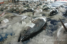 부산공동어시장에 참다랑어 풍어
