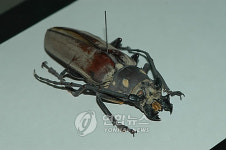 장수하늘소 인공번식 국내 첫 성공