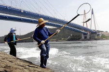 짜릿한 손맛..울돌목 뜰채 숭어잡이 한창