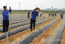임실군 공무원 일손돕기 나서