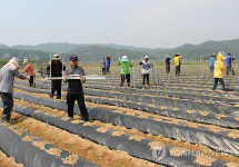 임실군 공무원 일손돕기 나서