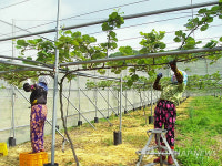 보성군, 명품 참다래 생산 총력