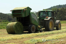 홍성서 청보리 수확 한창