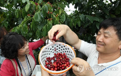 강릉에서 커피 수확해요