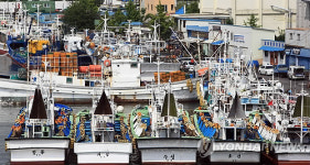 항구에 정박 중인 오징어 채낚기 어선
