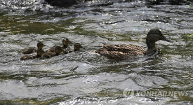 오리가족의 청계천 나들이