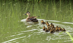 나들이 나온 흰뺨검둥오리 가족