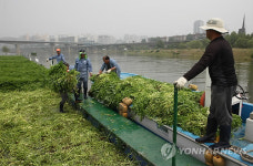 한강 수경재배 미나리 수확