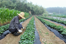단비 내린 들녘..밭 작물 살피는 농심