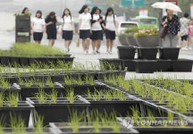 광화문 광장 농사로 조성