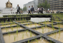 광화문 광장 농사로 조성