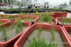 광화문 광장에 조성된 농사로