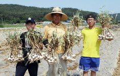 태안 6쪽마늘, 내가 직접 캤어요