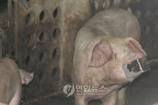 불볕더위엔 축사 환기와 신선한 물 공급 중요