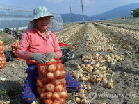 <카메라뉴스> 양파 수확 분주한 아낙네들