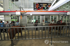울산 첫 전자경매 가축시장 가동