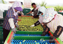 가뭄속 충남 서해안 농산물 축제 잇따라