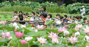 <카메라뉴스> 함양 상림공원에 연꽃향기 가득