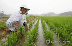 가뭄해소 단비에 바빠진 일손
