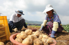 비내린 뒤 활짝 웃는 농심