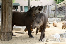 서울동물원 `테이퍼 2세 만들기 성공할까