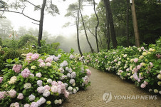 활짝 핀 부산 태종사 수국
