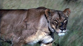 EBS 다큐10+, 리우와 평원의 마지막 사자