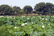 연꽃 향기 그윽한 당진 연호방죽