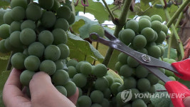 포도알 쏙쏙‥충북 포도硏, 알솎는 가위 개발