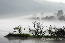 비 내리는 소양강‥민물 가마우지의 휴식