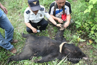 사살된 사육장 탈출 곰