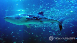 '아쿠아플라넷' 고래상어 제주서 포획