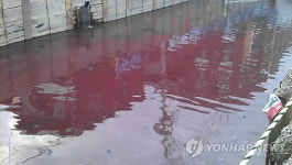 부산 삼락천 축산오폐수 콸콸..악취 진동
