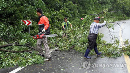 태풍에 쓰러진 가로수