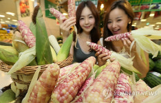 얼룩배기 찰옥수수 맛보세요.