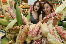 얼룩배기 찰옥수수 맛보세요.